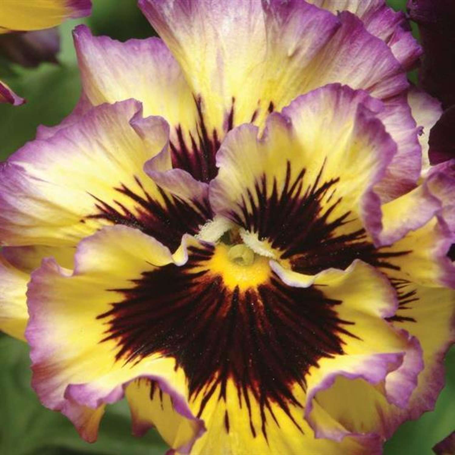 Pensée double 'Ruffled Pansy Lemonberry' (graines)